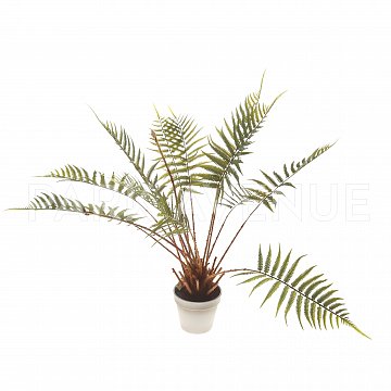 Папоротник